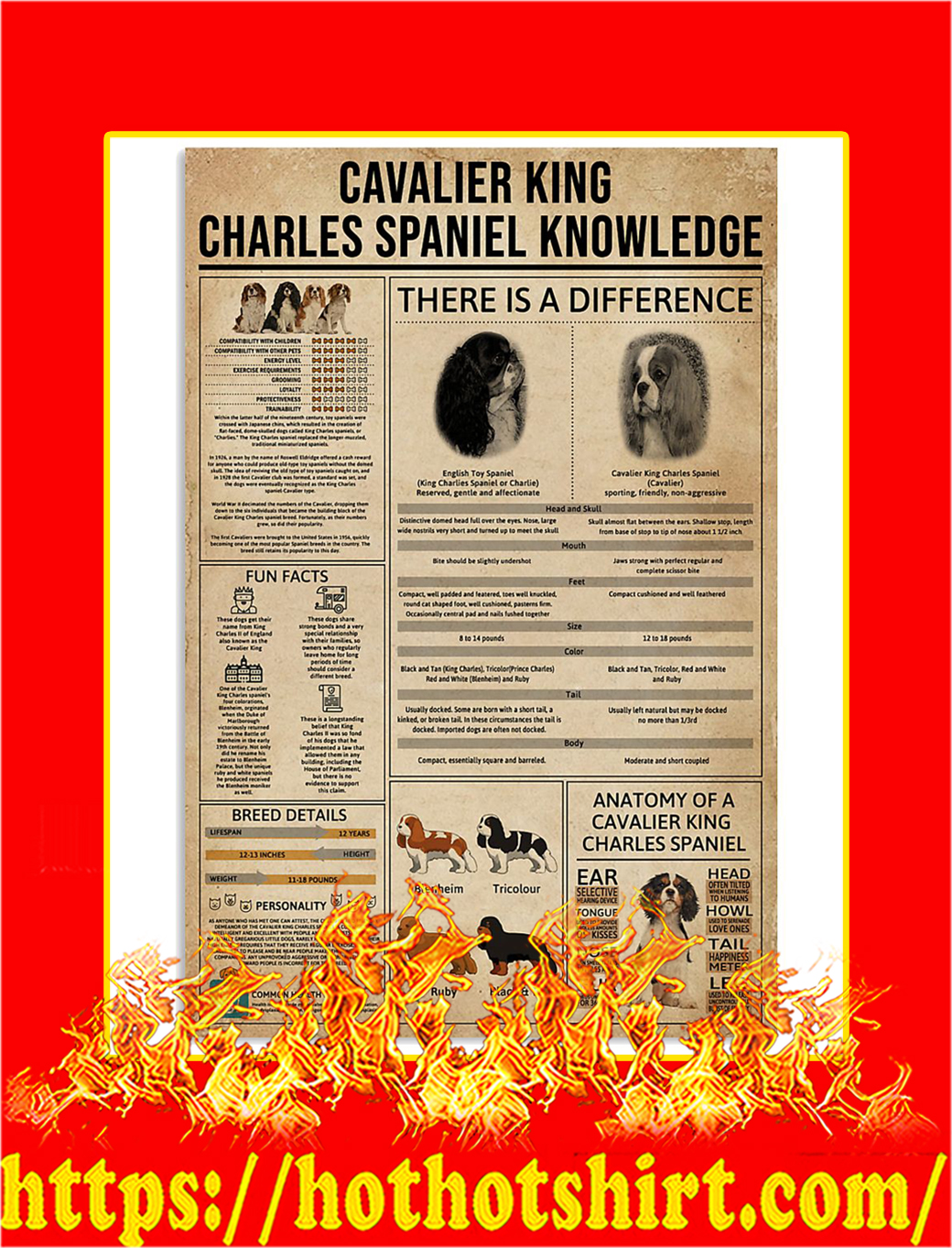 Cavalier King Charles Spaniel Knowledge Poster