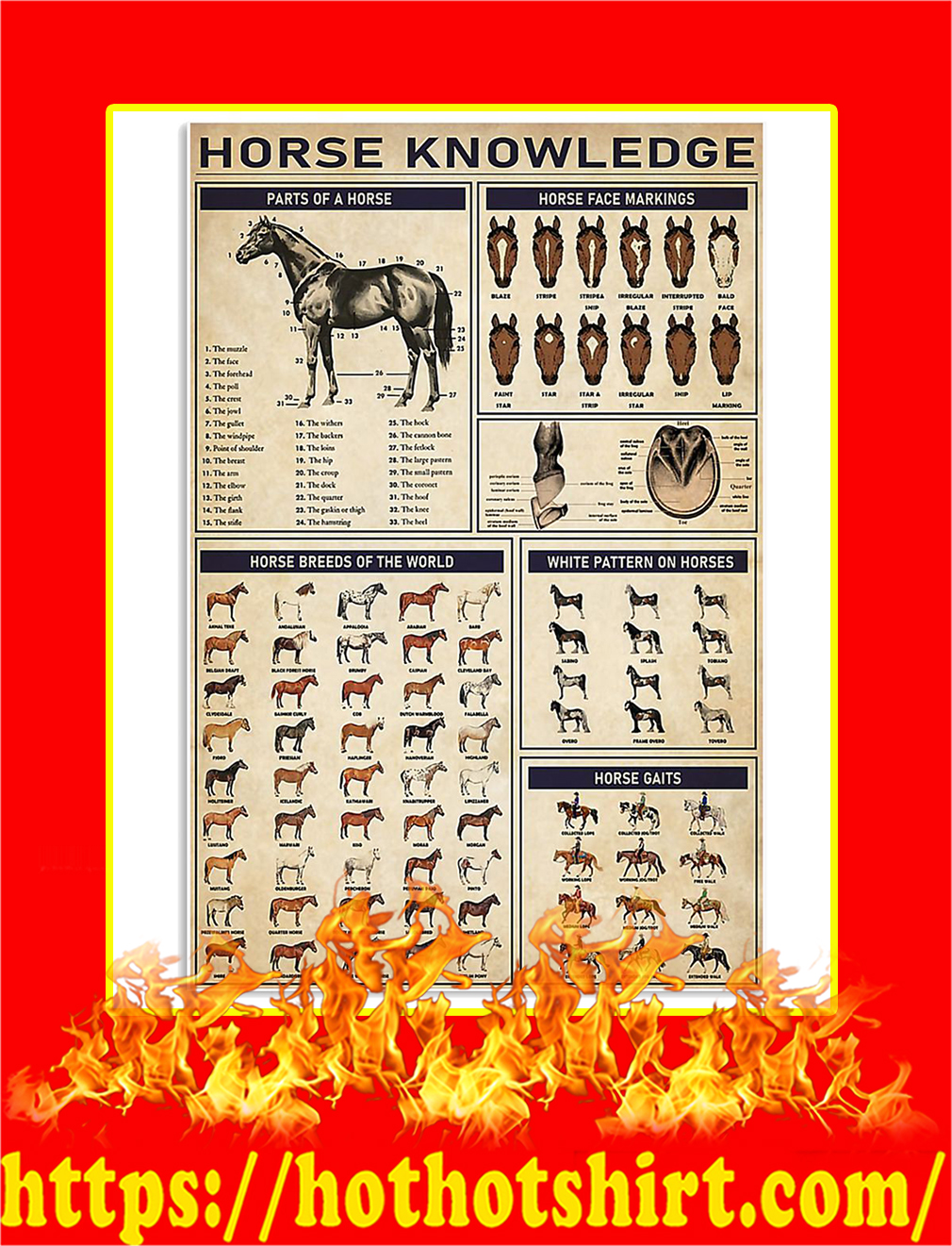 Horse Knowledge Poster