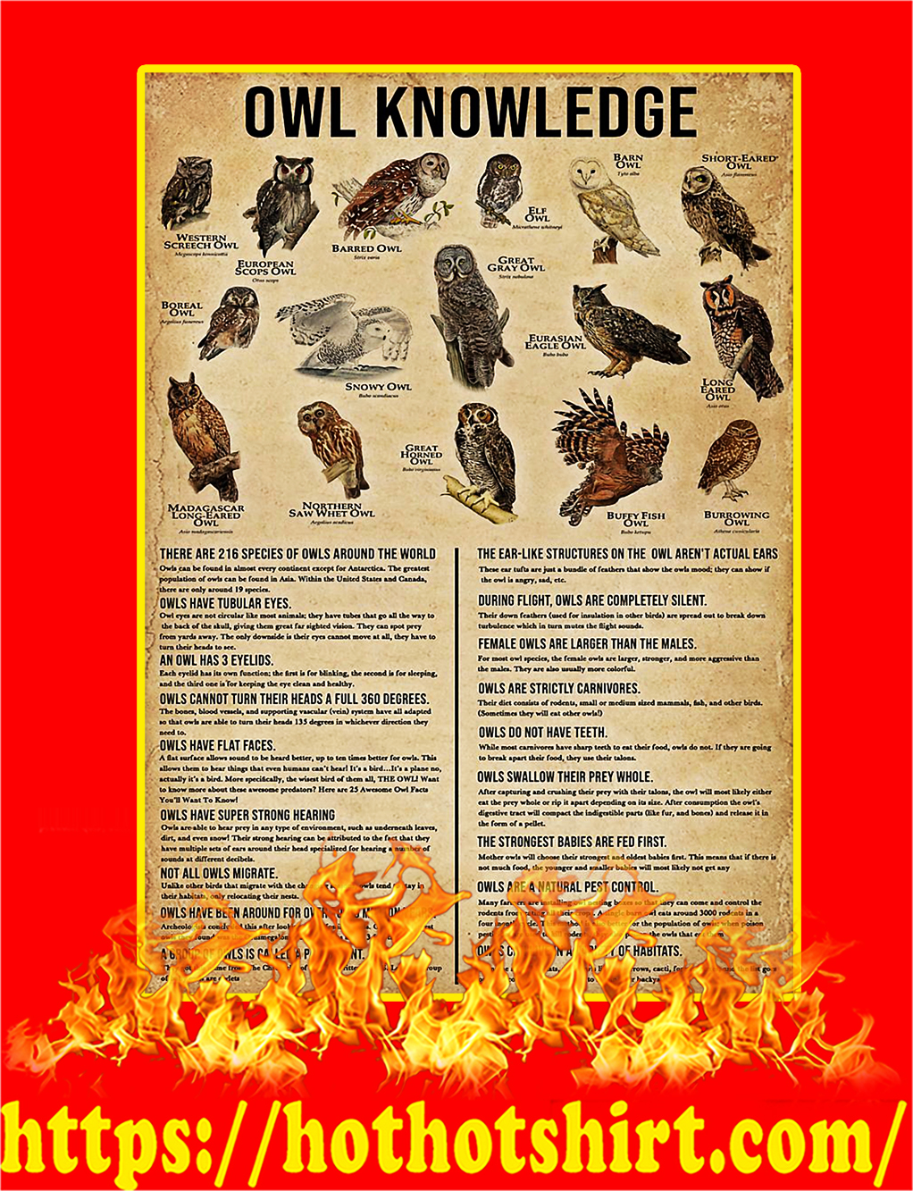 Owl Knowledge Poster