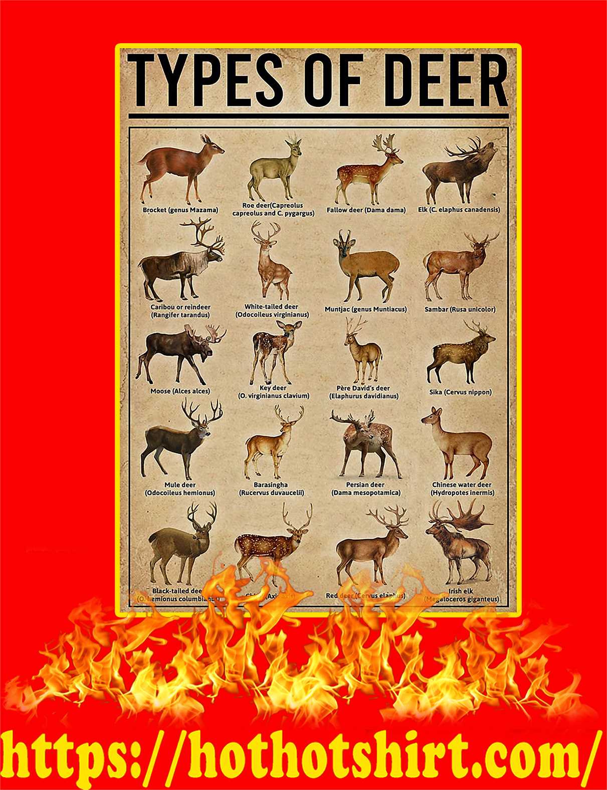 Types Of Deer Poster