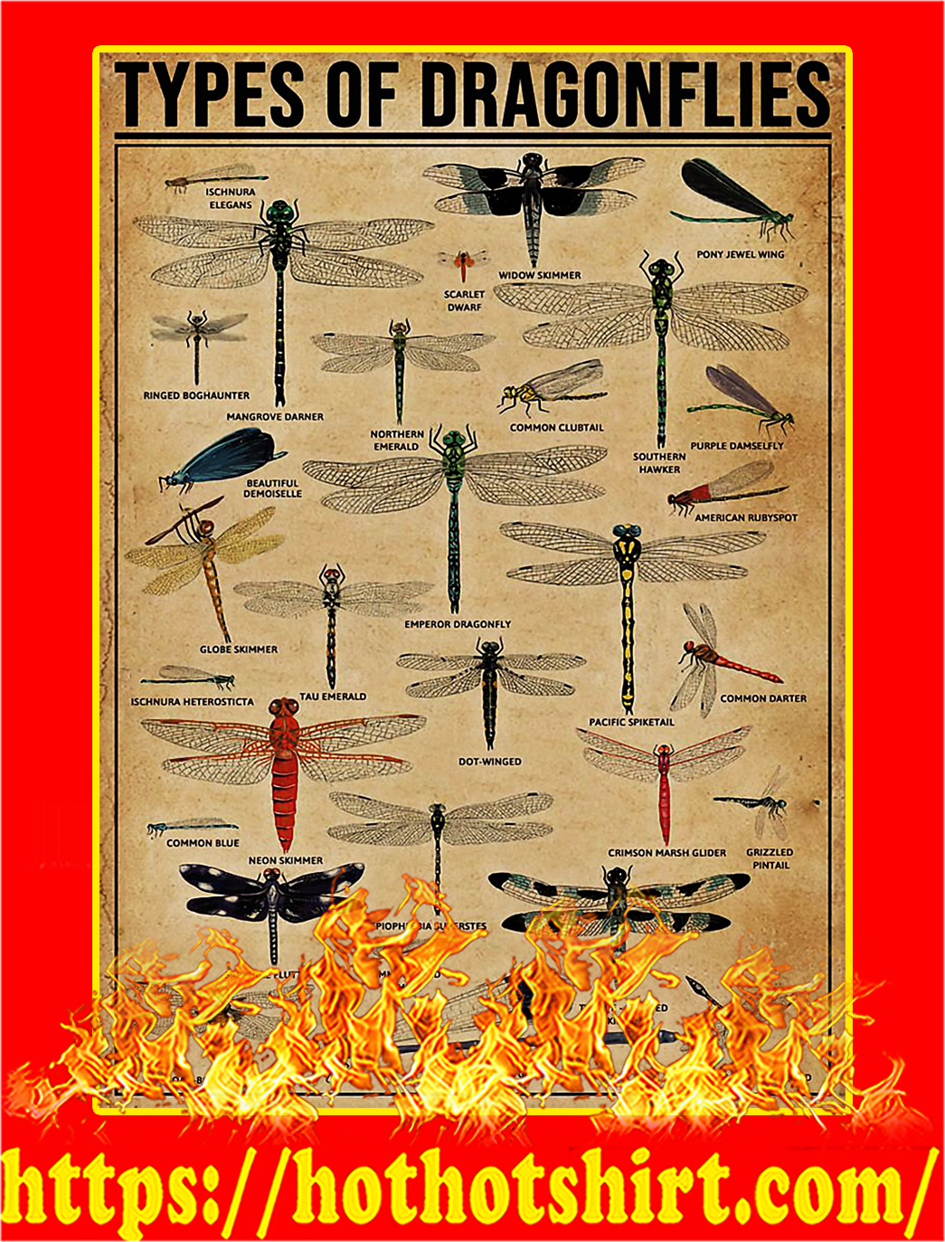 Types Of Dragonflies Poster